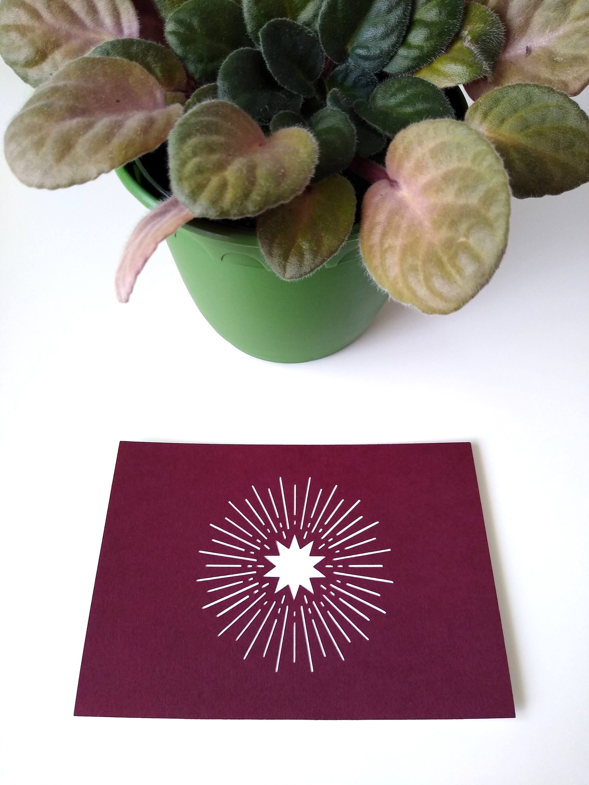 Close up of a burgundy postcard with a white starburst next to a potted plant.